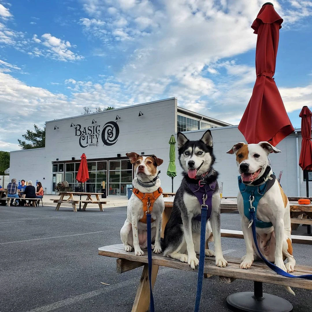 PAWsome Dog-Friendly Adventures - Naturally Waynesboro Blog