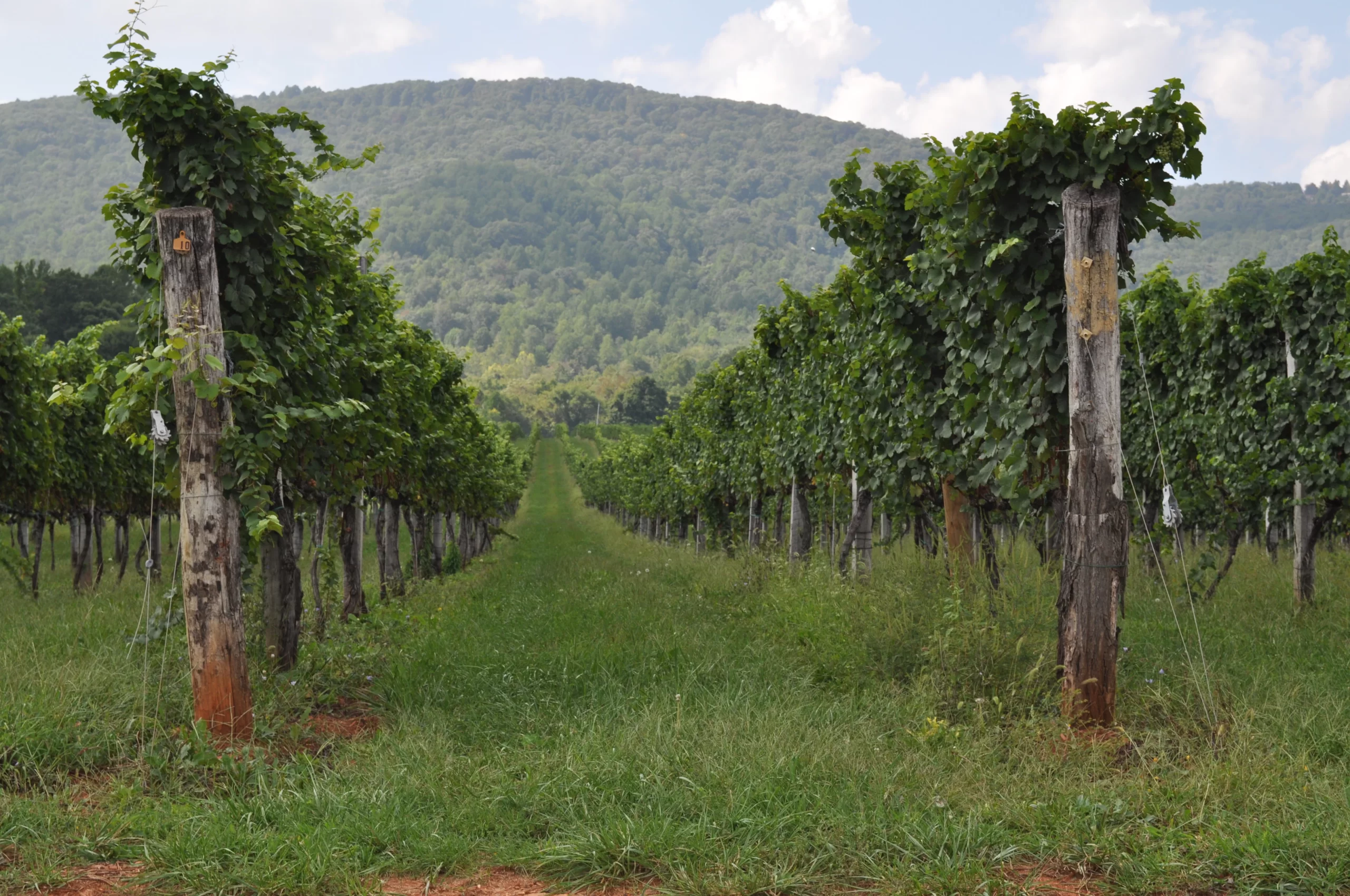 Afton Mountain Vineyards - Eat & Drink - Craft Beverages