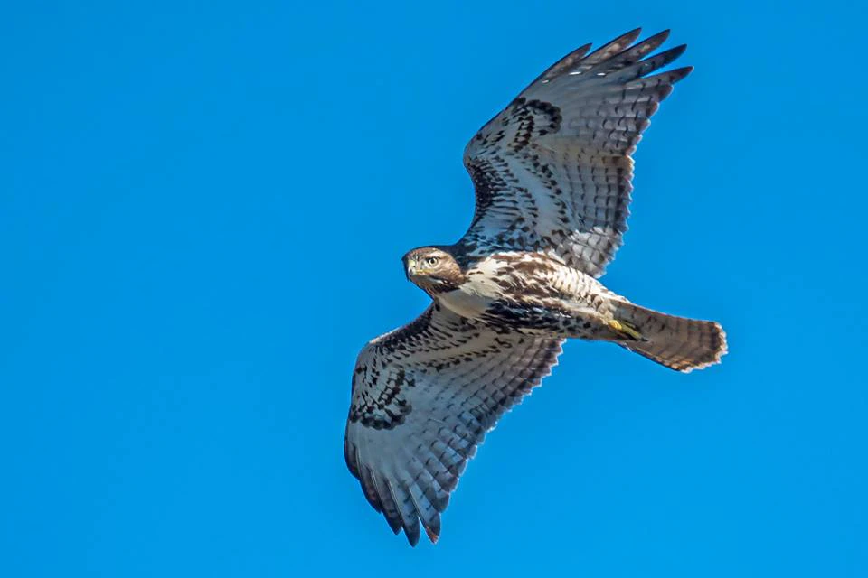 Rockfish Gap Hawk Watch - See & Do - Attractions