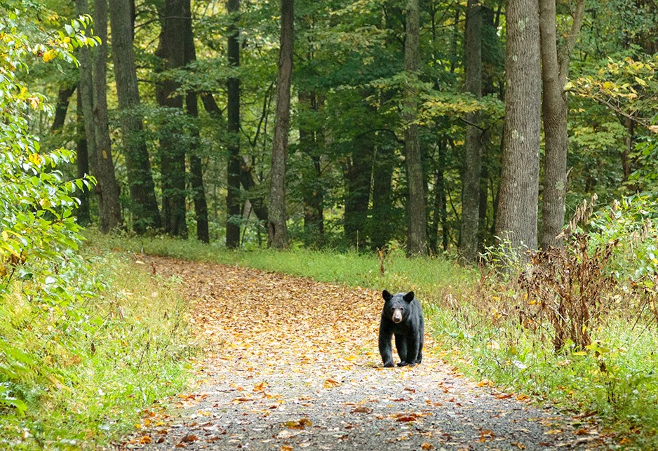Shenandoah National Park and Skyline Drive - Get Outdoors - Shenandoah National Park
