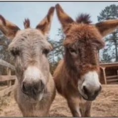 Children’s Donkey Read